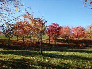 旭山記念公園の紅葉2022年10月２5日13