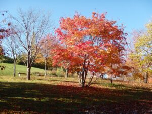 旭山記念公園の紅葉2022年10月25日17