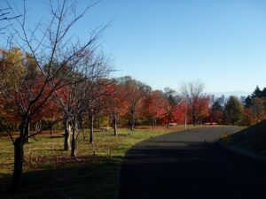 旭山記念公園の紅葉2022年10月25日12