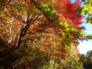 旭山記念公園の紅葉2022年10月２5日16