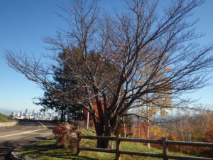 展望台一本桜の紅葉