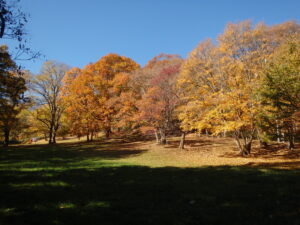 遊具広場の紅葉