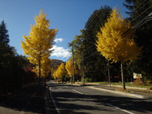 旭山記念公園への道のイチョウの街路樹