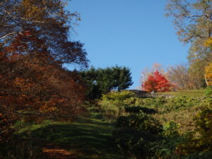 ちびっこ広場の散策路から見た、展望デッキ横の紅葉