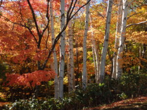 ちびっこ広場から展望デッキに向かう散策路からの紅葉