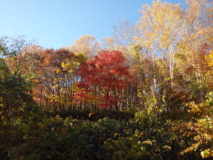 第一駐車場入口の紅葉