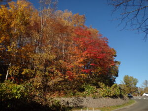 第一駐車場のヤマモミジ