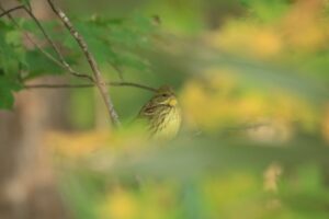 アオジ2022年10月21日