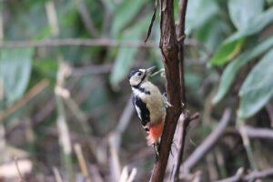 アカゲラ2022年10月7日