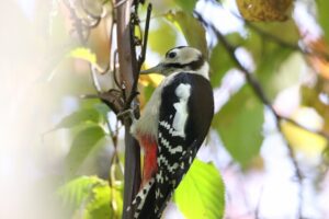 アカゲラ雌2022年10月14日