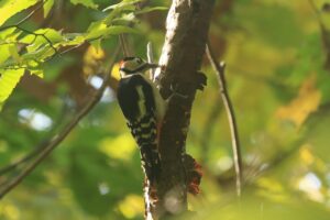 アカゲラ雄2022年10月21日