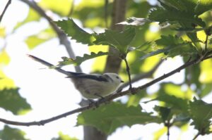 シマエナガ2022年10月7日