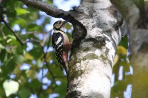 オオアカゲラ雌2022年10月14日