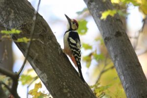 オオアカゲラ雄2022年10月21日