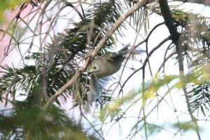 キクイタダキ2022年10月21日