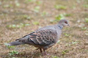 キジバト2022年10月7日