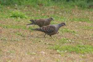 キジバト2022年10月7日2羽