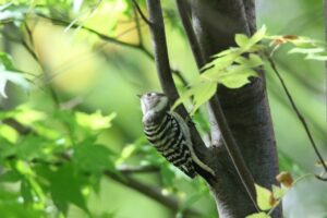 コゲラ2022年10月7日