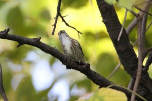 コゲラ2022年10月14日