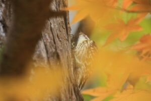 コゲラ2022年10月21日