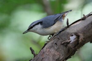 ゴジュウカラ2022年10月7日亜種シロハラゴジュウカラ