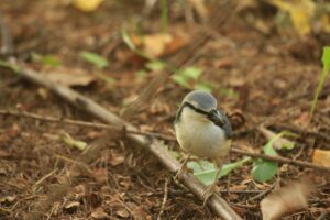 ゴジュウカラ2022年10月21日