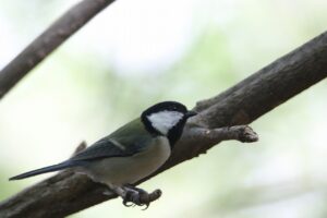 シジュウカラ2022年10月7日