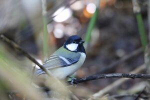 シジュウカラ2022年10月14日