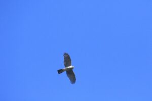 ハイタカ2022年10月7日