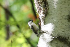 ハシブトガラ2022年10月7日