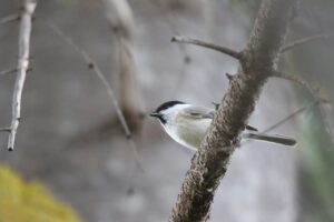 ハシブトガラ2022年10月21日