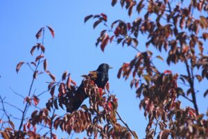 ハシボソガラス2022年10月7日