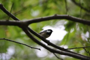 ヒガラ2022年10月7日