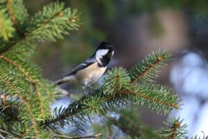ヒガラ2022年10月14日