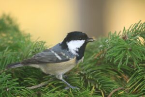 ヒガラ2022年10月21日