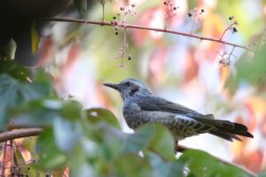 ヒヨドリ2022年10月14日