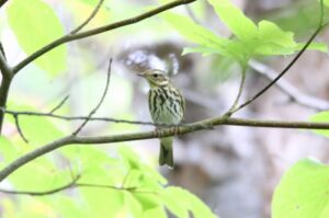 ビンズイ2022年10月7日
