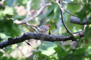 カケス（亜種ミヤマカケス）2022年10月14日