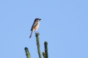 モズ2022年10月7日