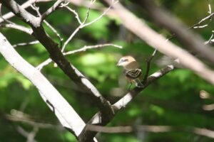 モズ雄2022年10月14日