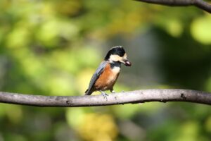 ヤマガラ2022年10月14日