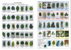 木の葉図鑑(表裏両面)