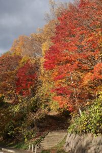 旭山記念公園の紅葉2022年11月3日11月1日2