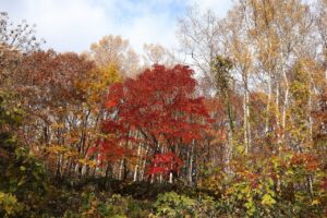 旭山記念公園の紅葉2022年11月3日11月1日3