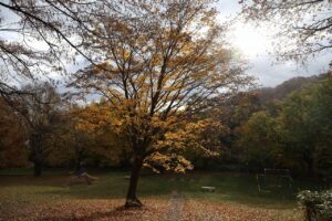 旭山記念公園の紅葉2022年11月3日11月1日7