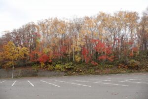 旭山記念公園の紅葉2022年11月3日11月1日5