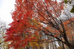 旭山記念公園の紅葉2022年11月3日11月1日4