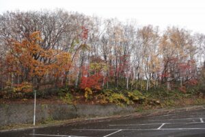 旭山記念公園の紅葉2022年11月3日11月3日5