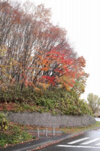 旭山記念公園の紅葉2022年11月3日11月3日1