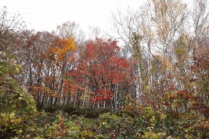 旭山記念公園の紅葉2022年11月3日11月3日3